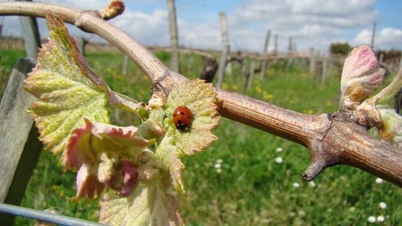 Château_Nodot_coccinelle_vignes