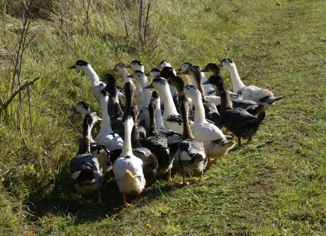Chaulnes canards