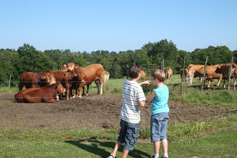 Chaulnes vaches au pré