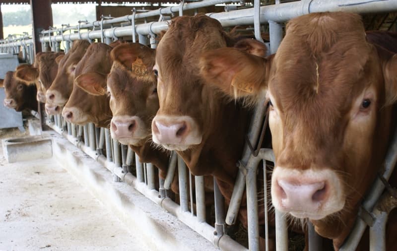 Chaulnes vaches stabulation