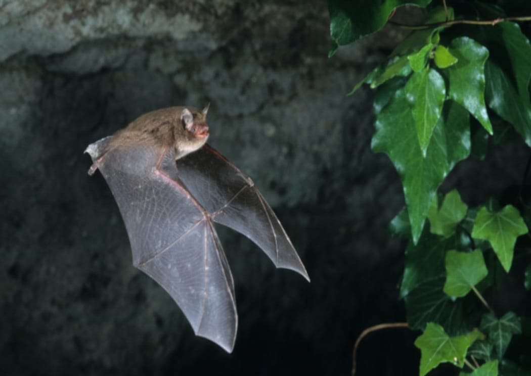 Chauve souris-newsletter juillet 2025