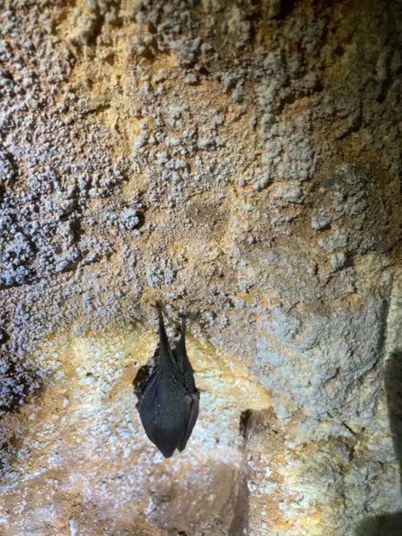 Chauve-souris1 (2)