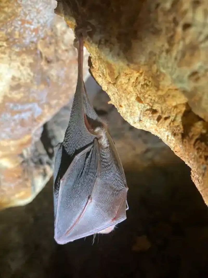 Chauve-souris2 (1)
