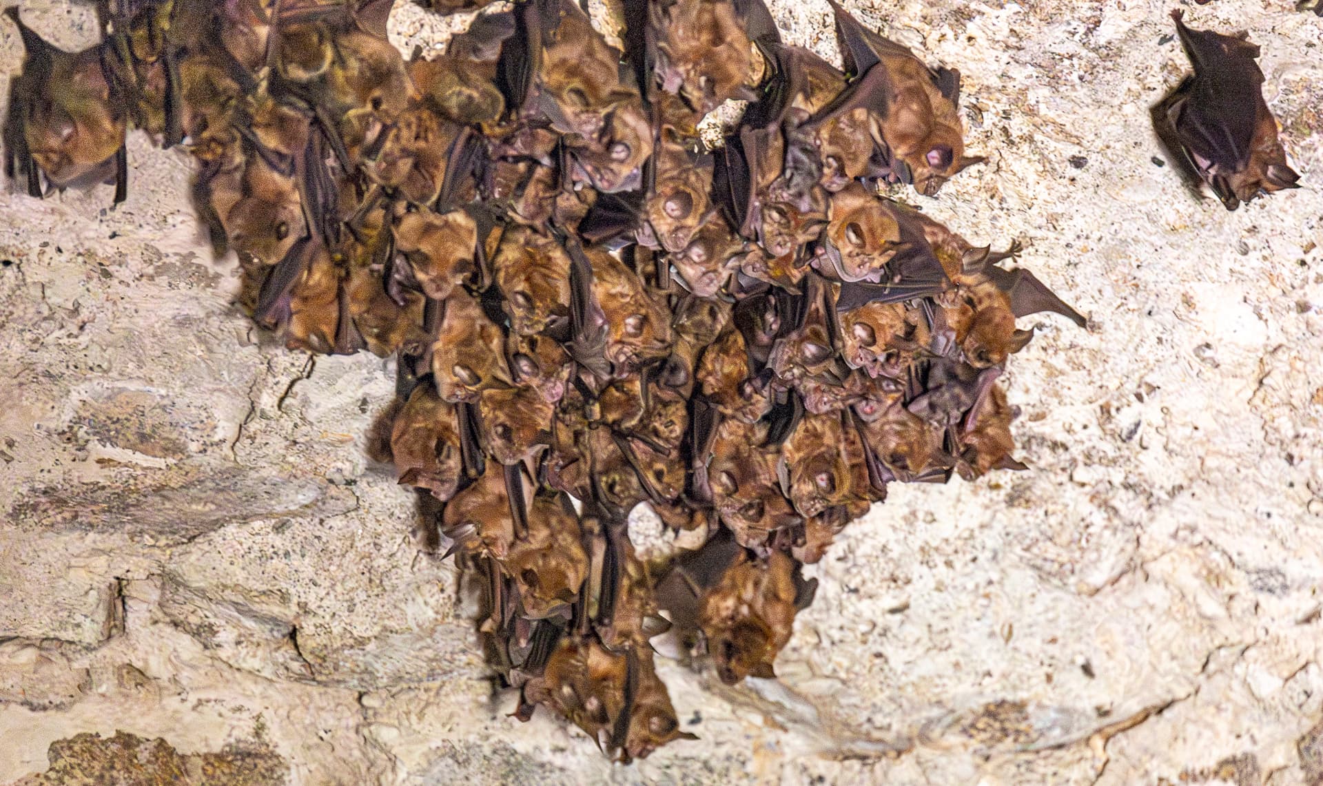 Chauves-souris@PhilippeLebrun(2)_1