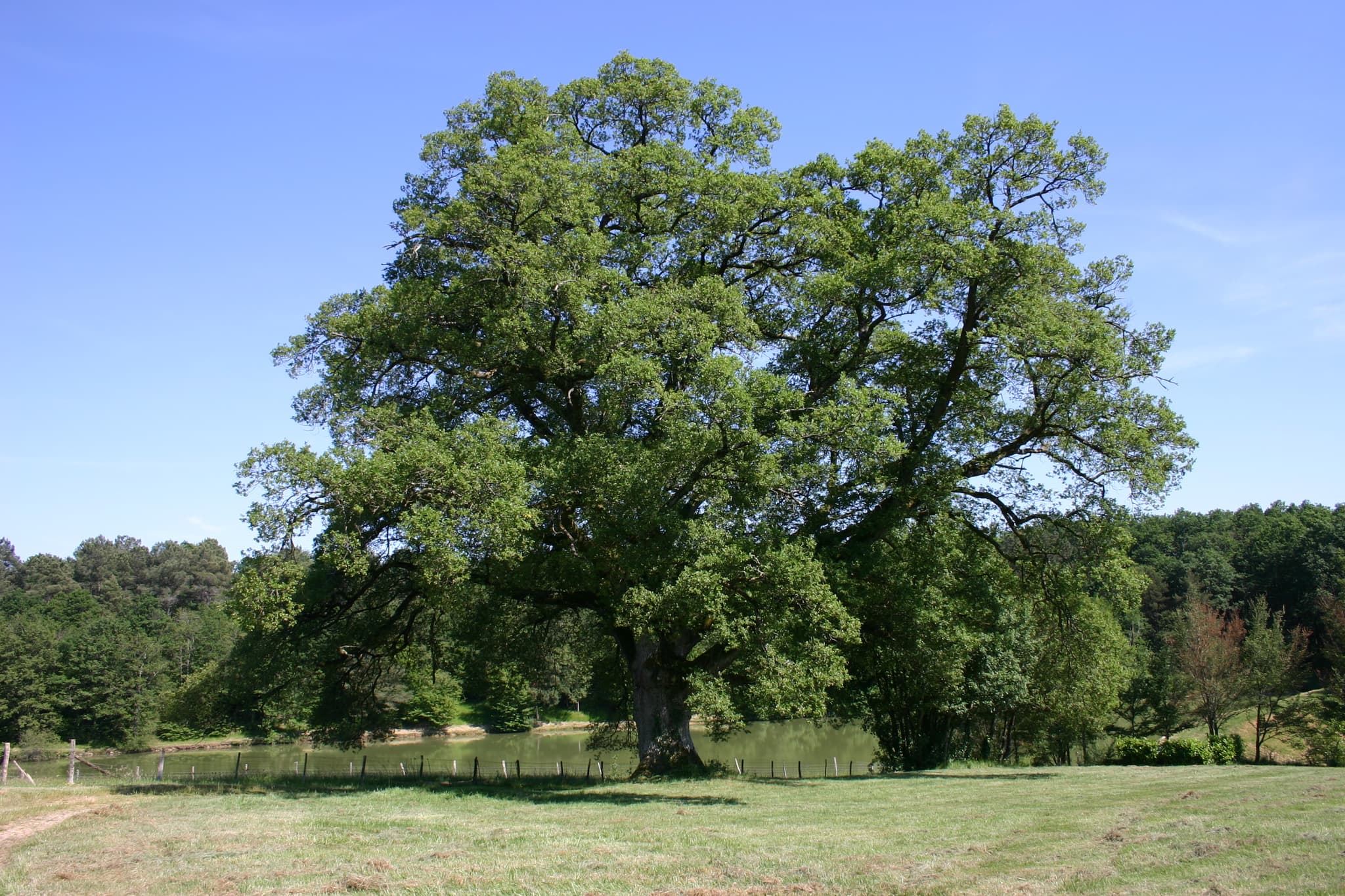 Chêne