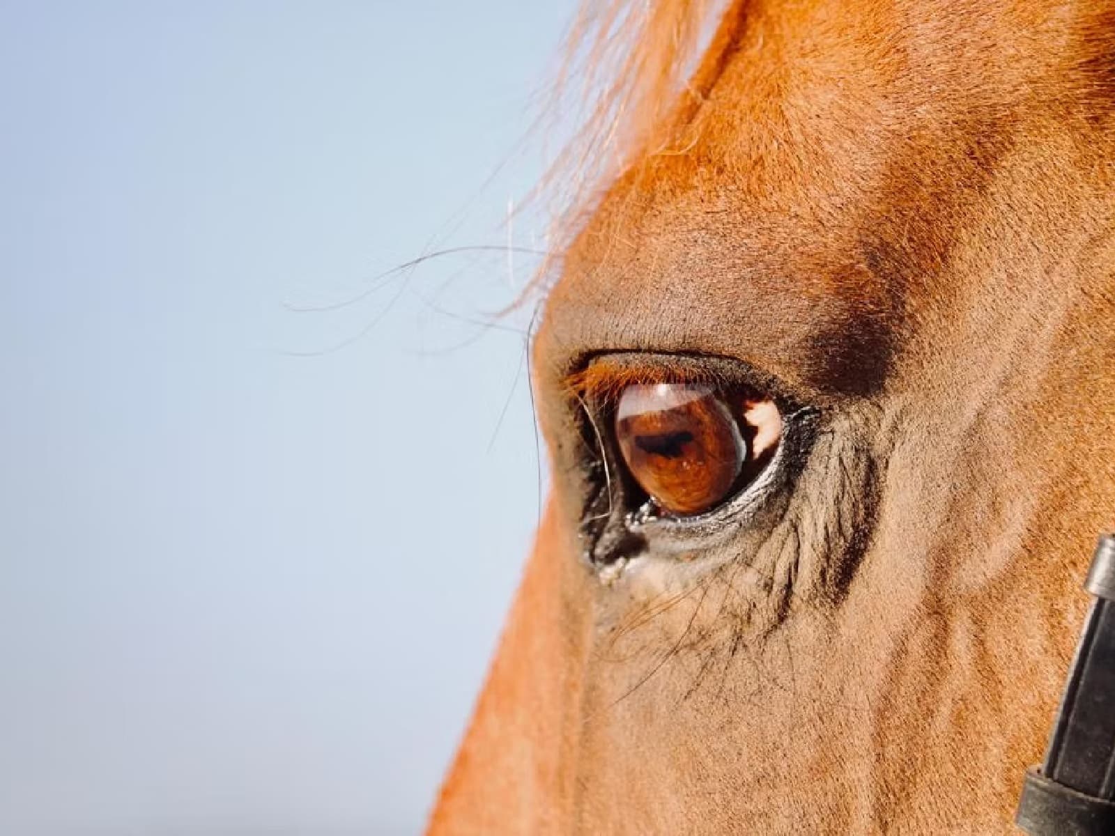 Cheval