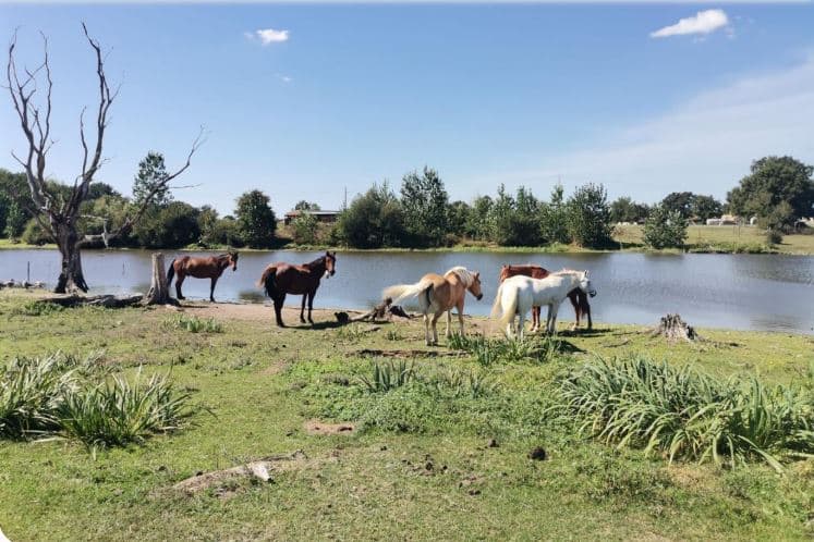 Cheval Rêvé