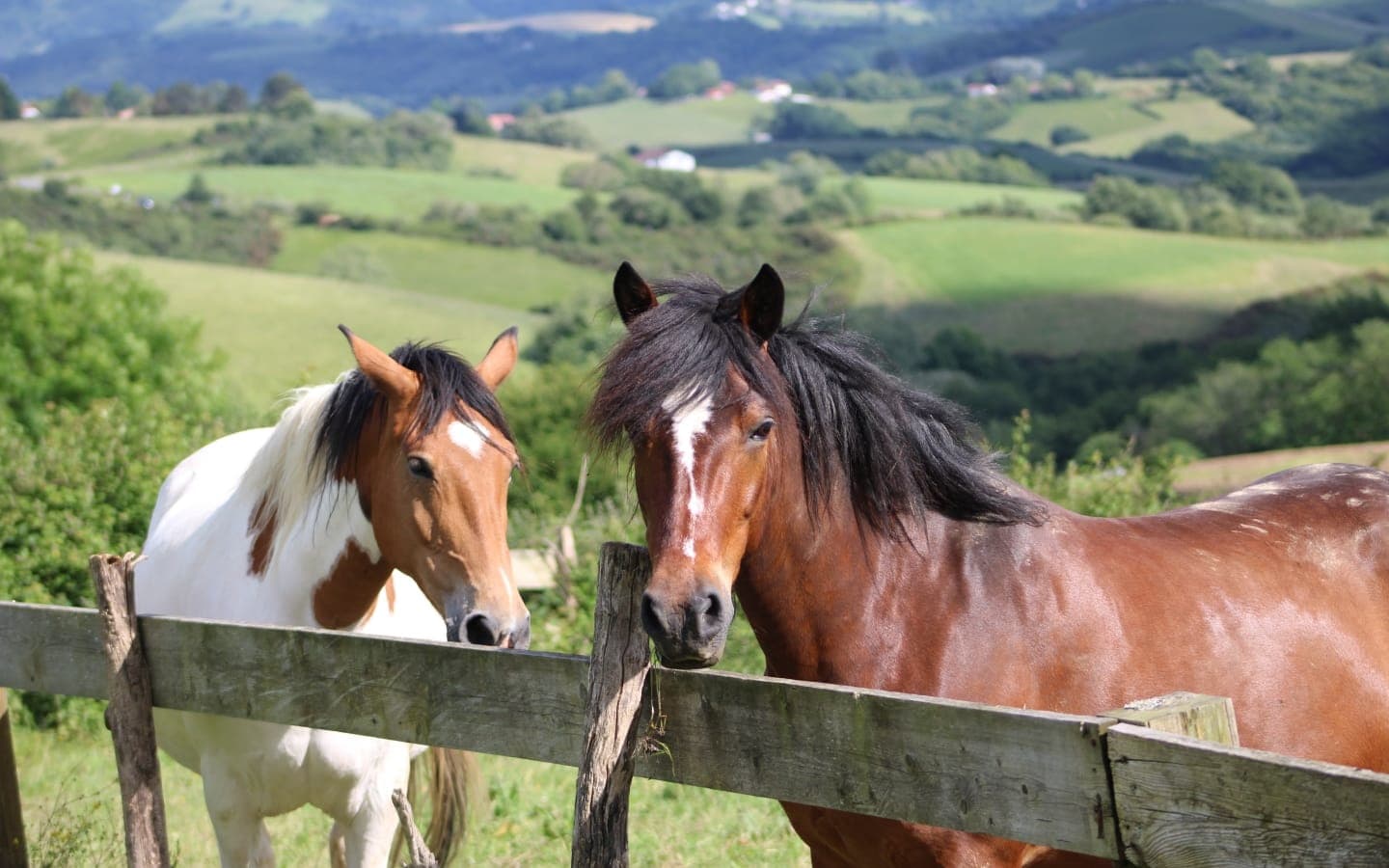 Chevaux - Ferme Salaberry