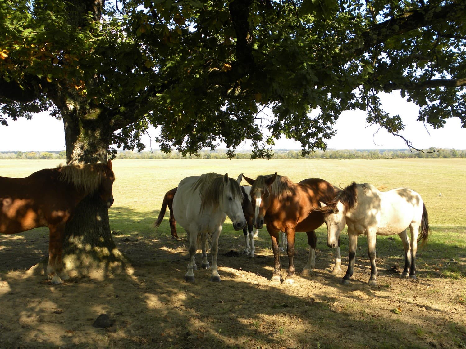 Chevaux barthes
