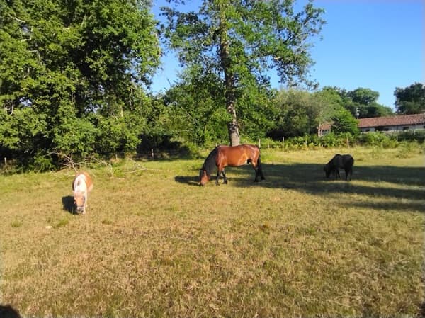 Chevaux champ du fond