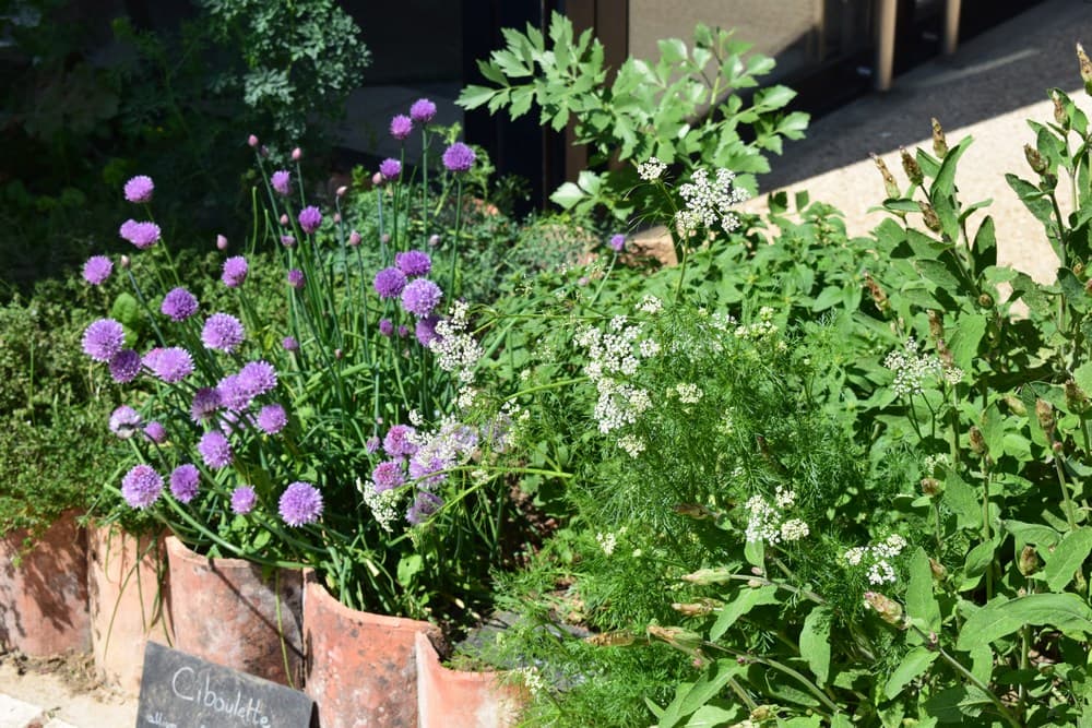 Civaux - jardin romain