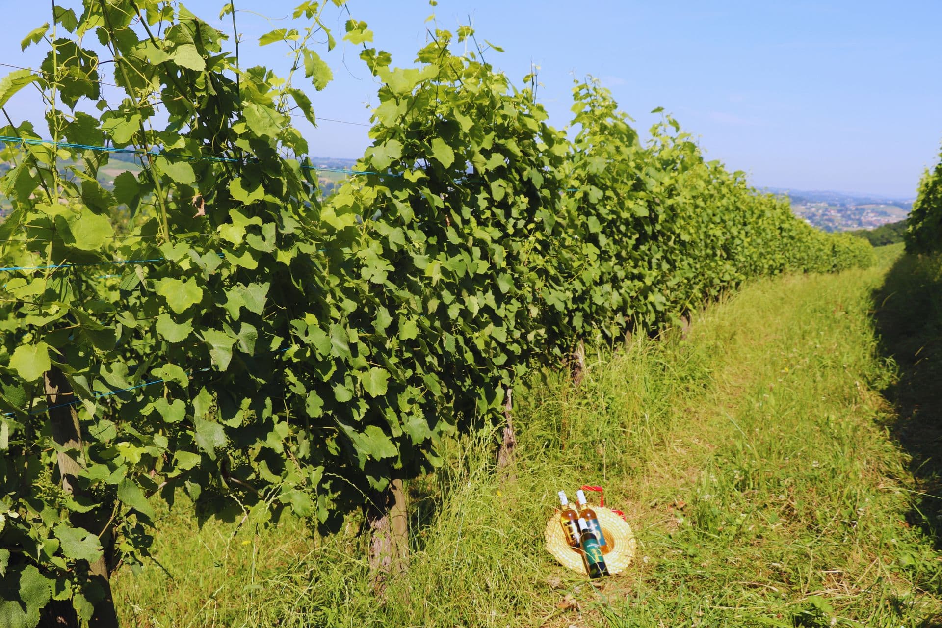 Domaine Peyrette vignoble jurancon cuqueron vignes