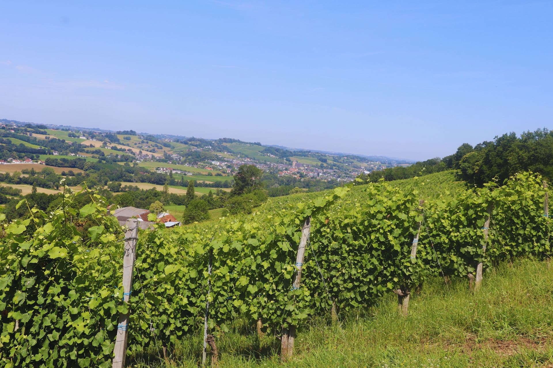 Domaine Peyrette vignoble jurancon cuqueron rangs de vignes
