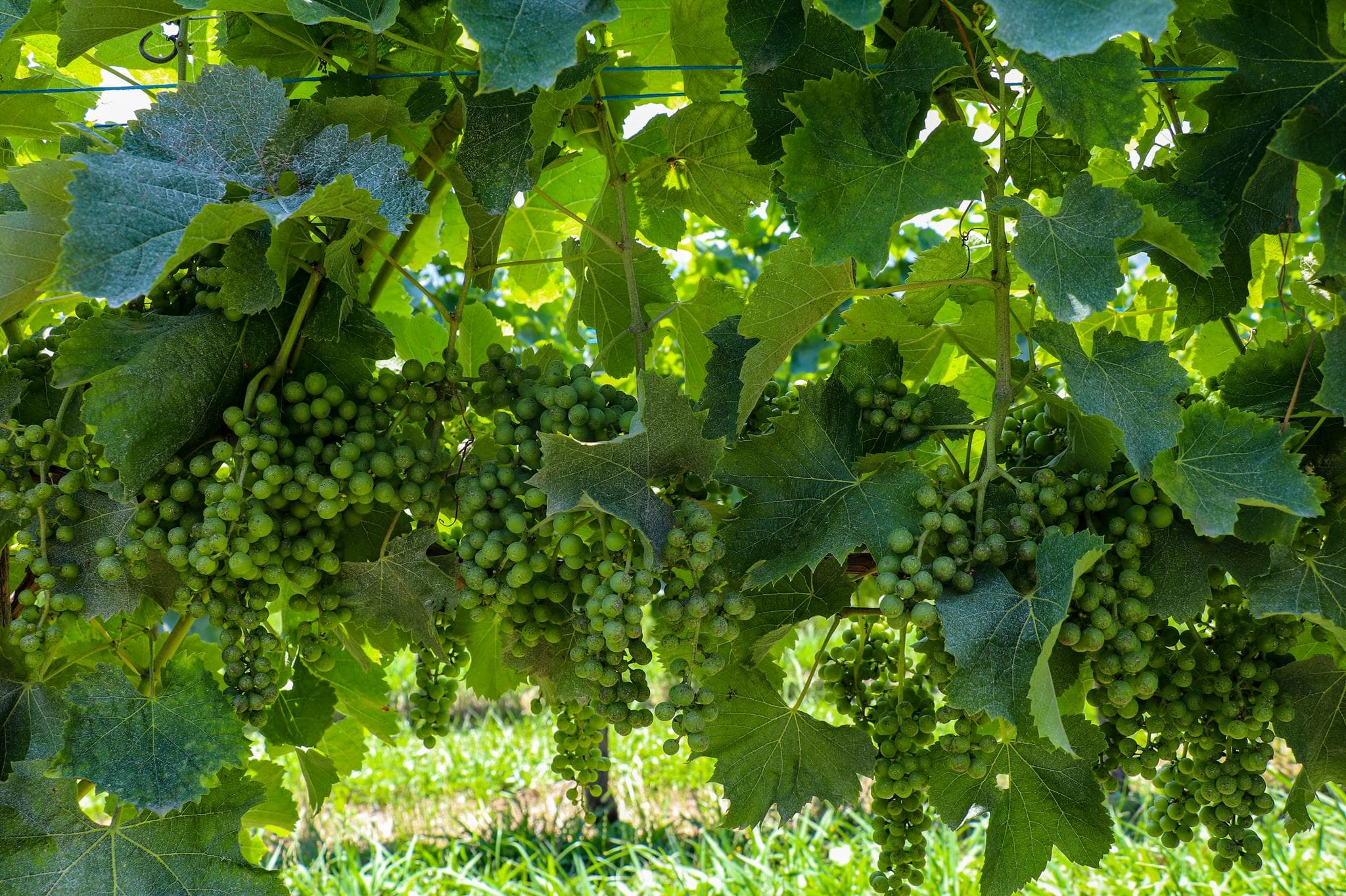 Clos bellevue vin jurançon ©ot coeurdebearn (3)