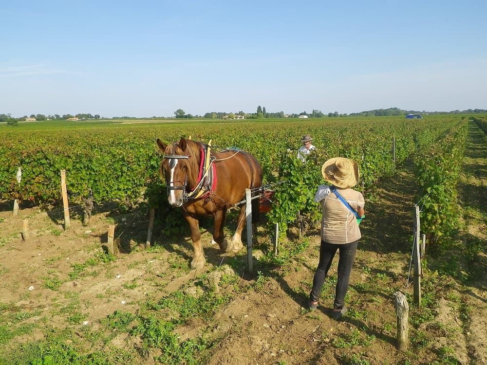 château Clos Grange Vieille 1