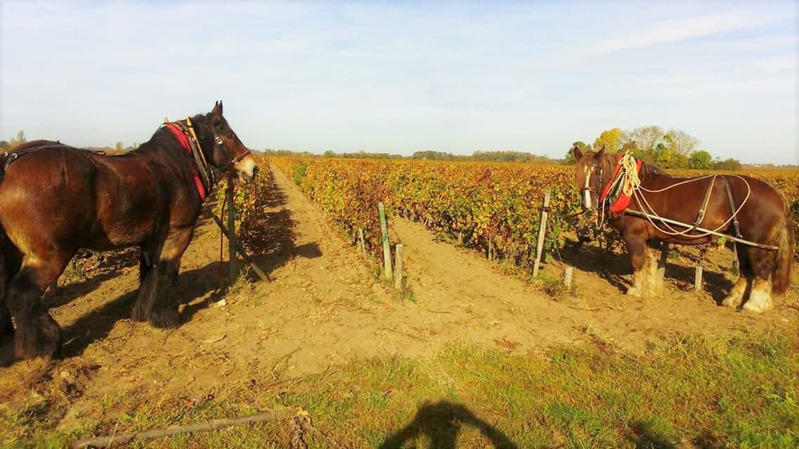 château Clos Grange Vieille 10