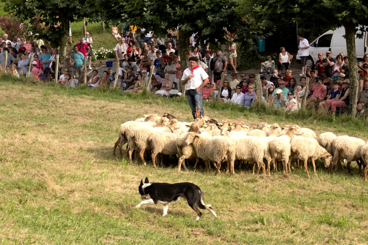 Concours chiens de bergers2 tOUR