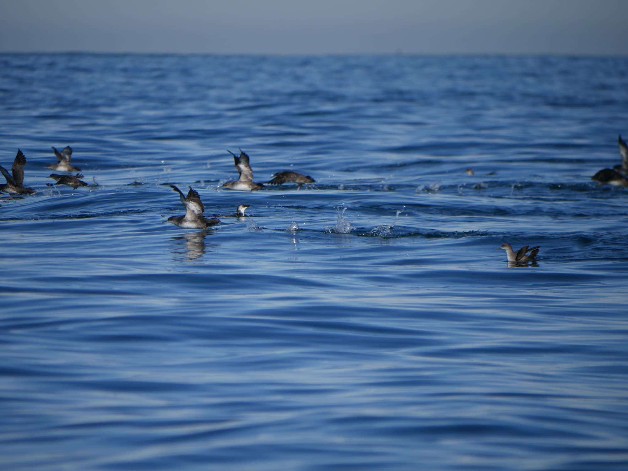 Oiseaux marins, cétacés et changements climatiques