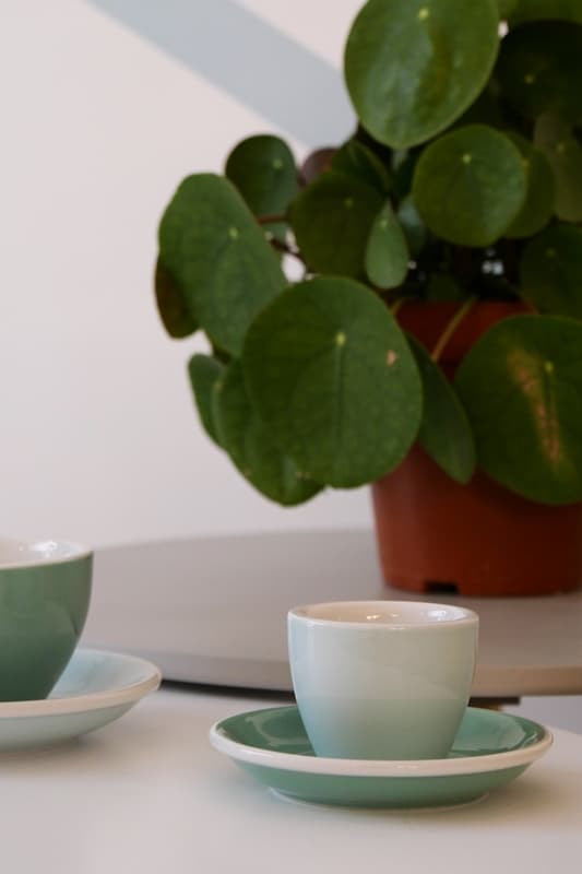 Pilea_4