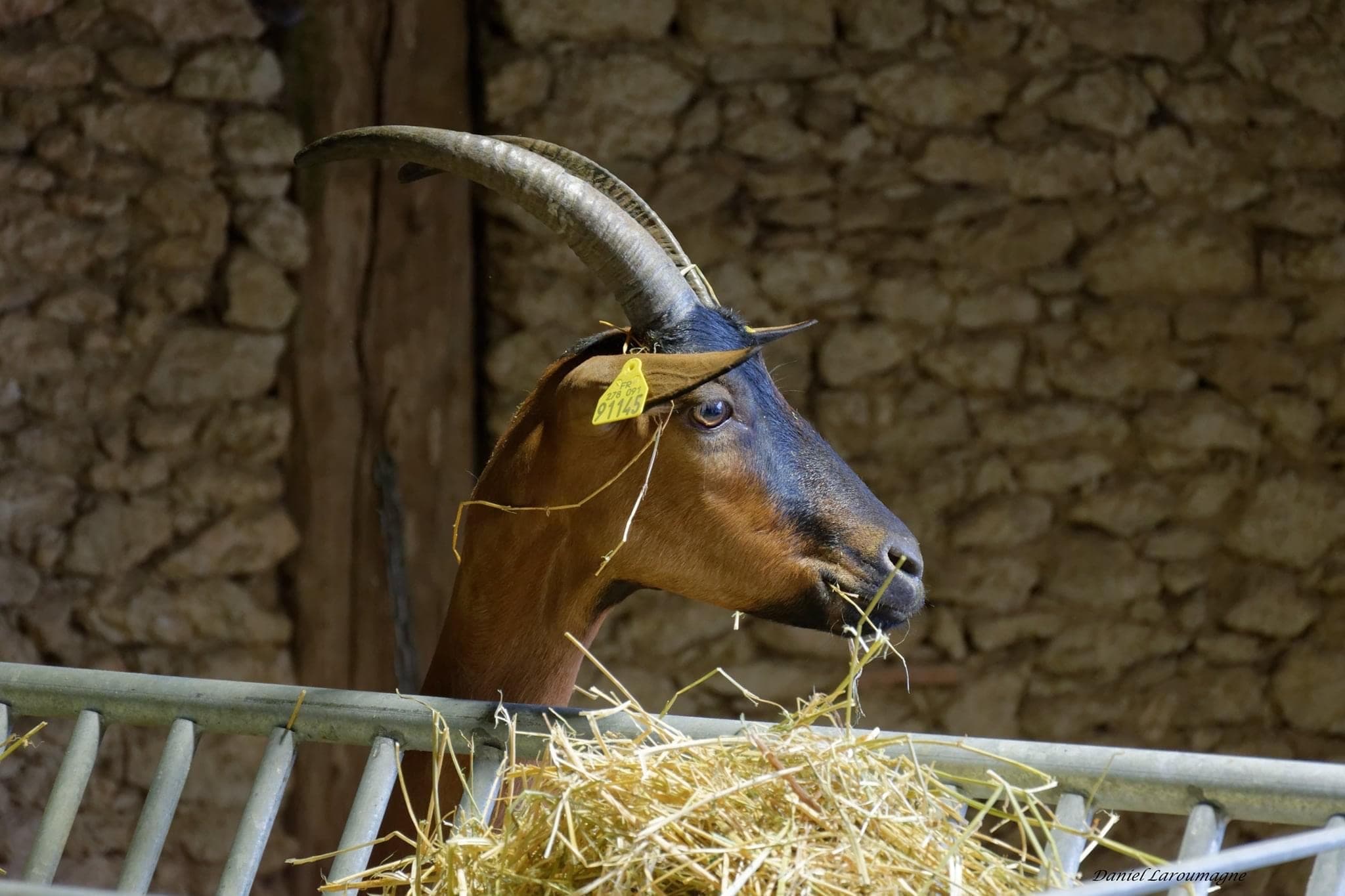 Cornes de Capella 2