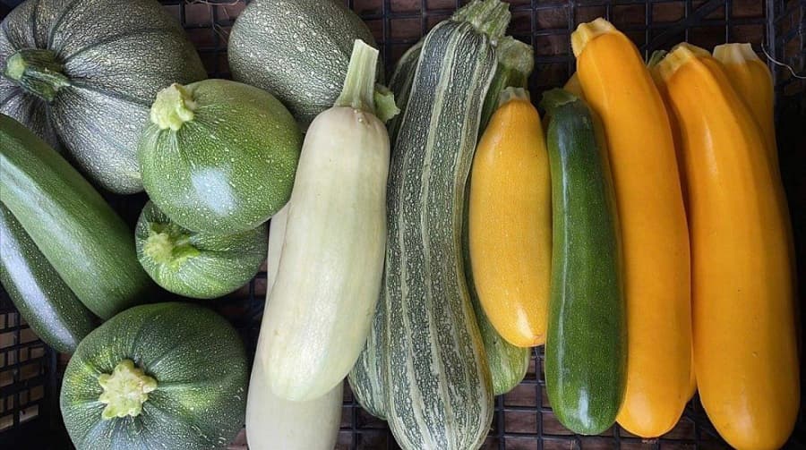 Courges