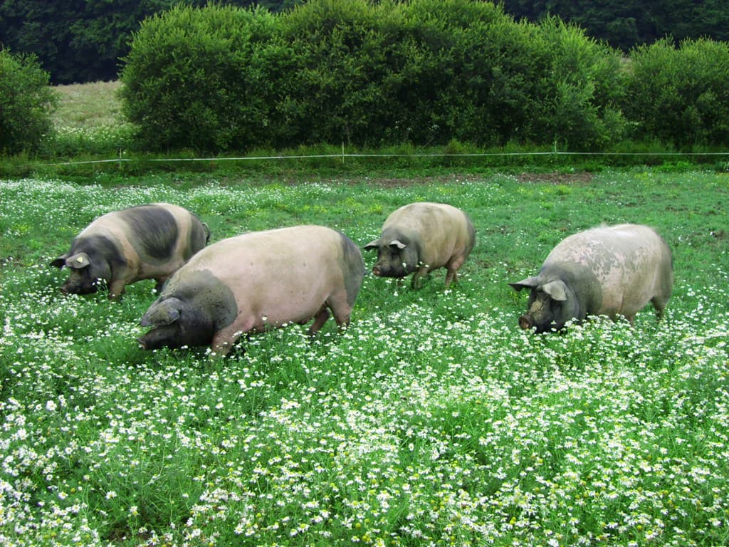 Porc "Cul noir"