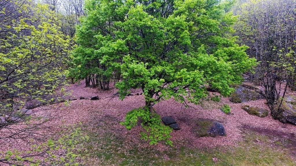 Cromlech_2