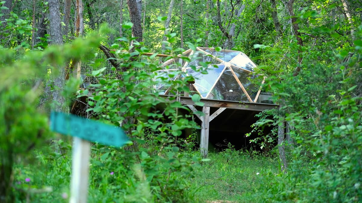 DODOME2_ARBOREA_Janv 2025