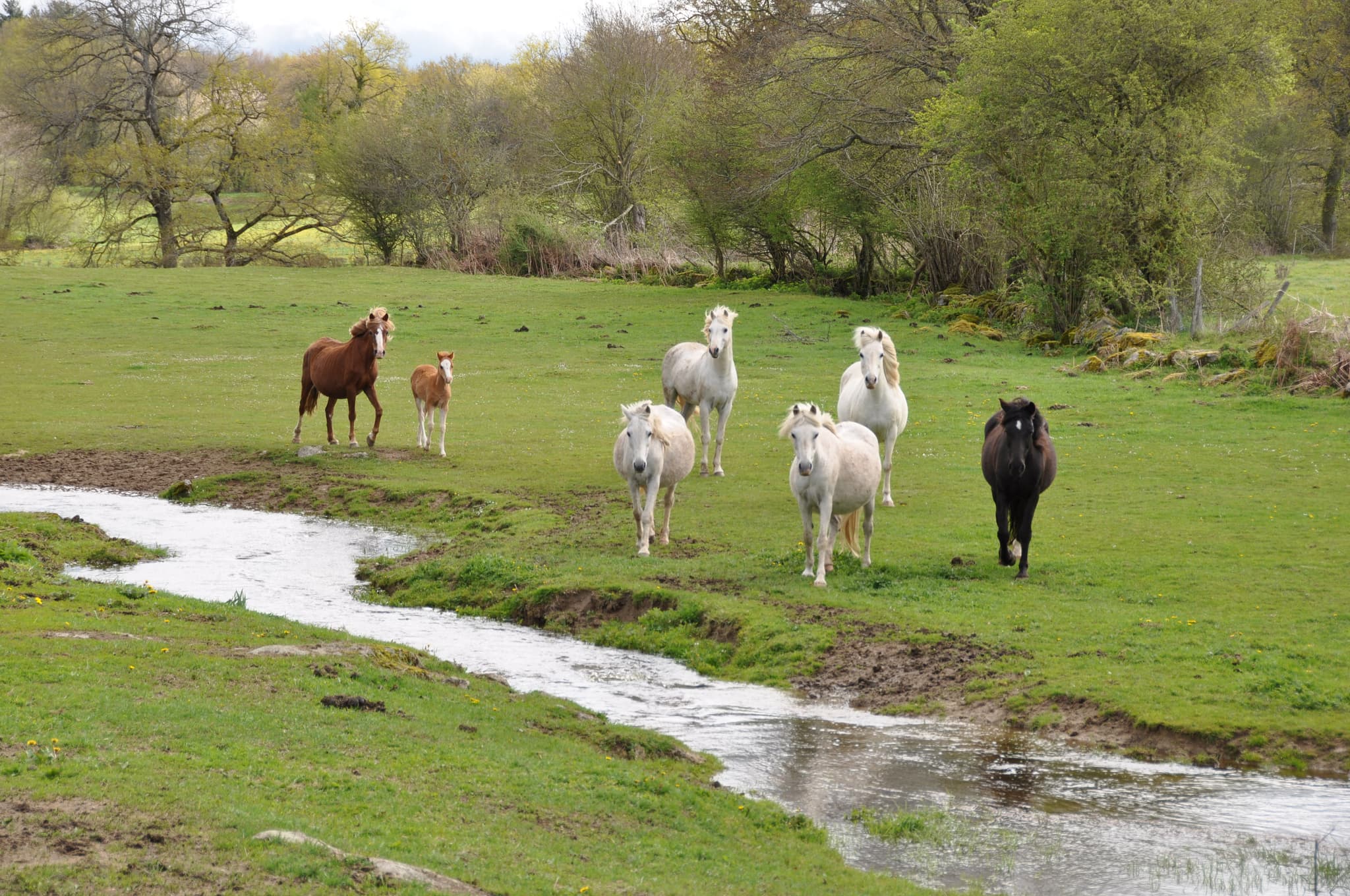 Les poneys Welshs