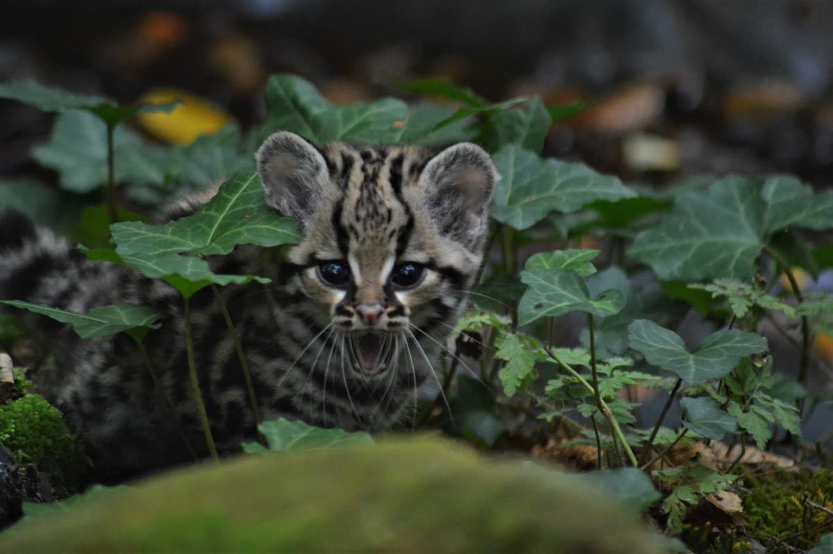 Reserve_Zoologique_de_Calviac