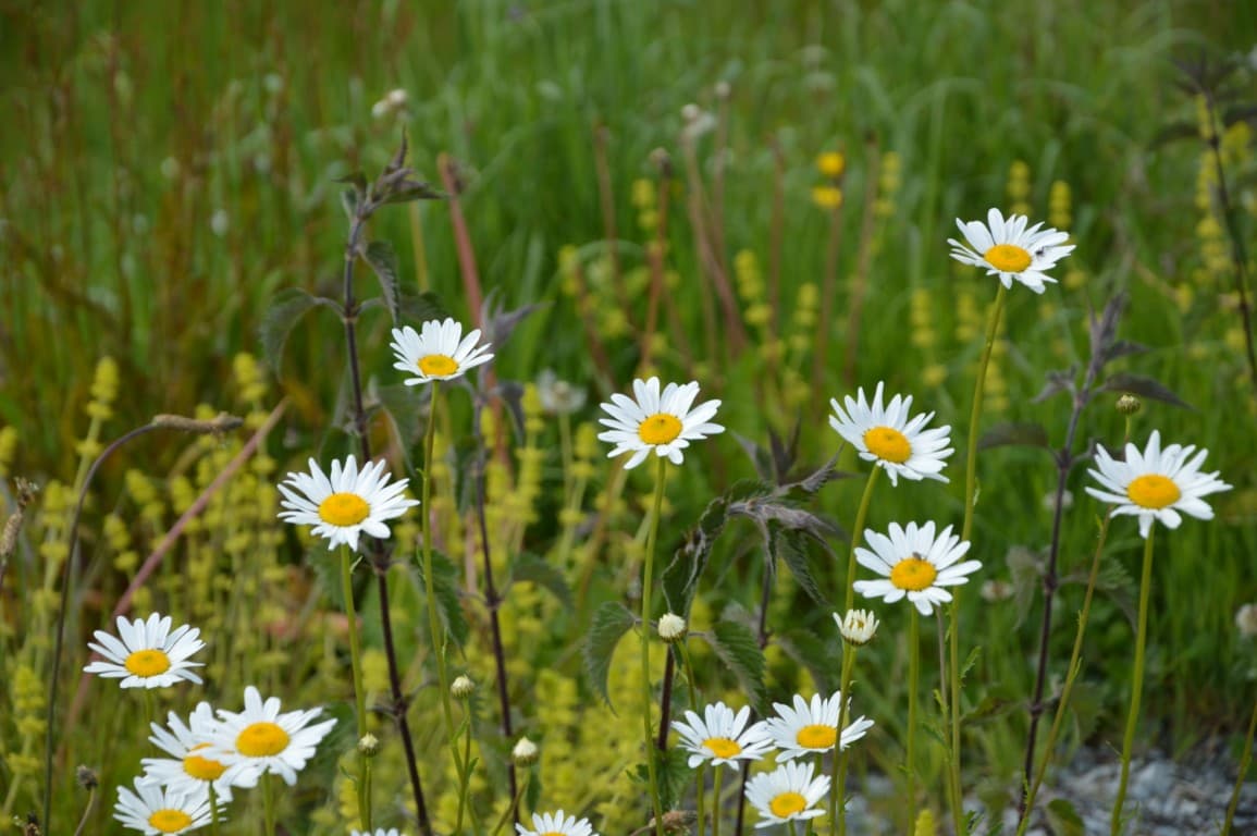 Fleurs