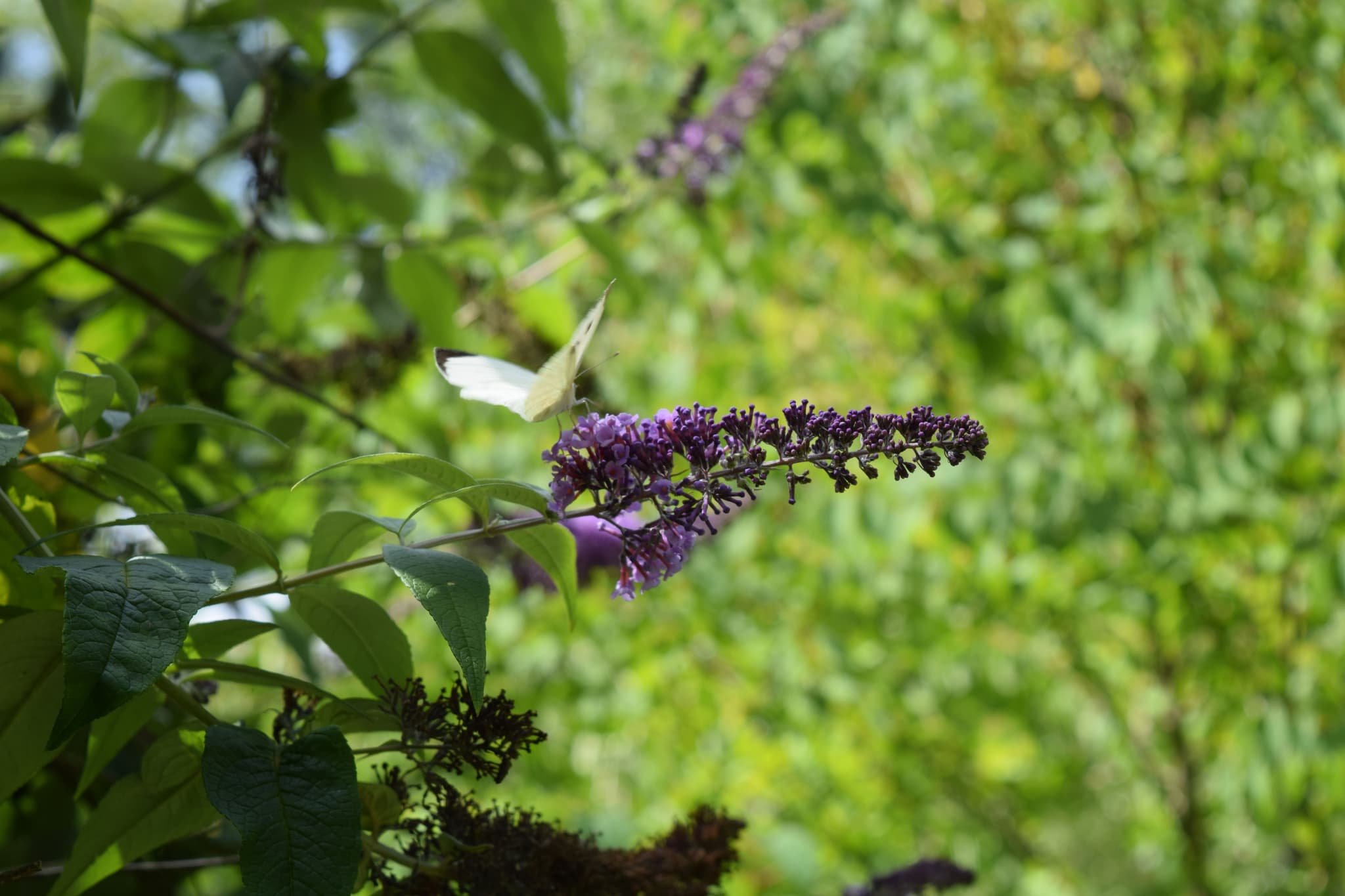Jardin à fleur d'eau
