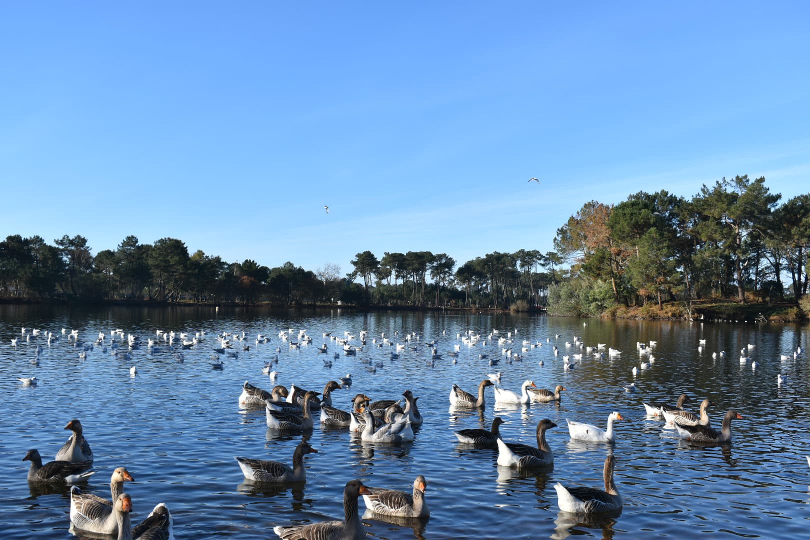 Canards sur le lac