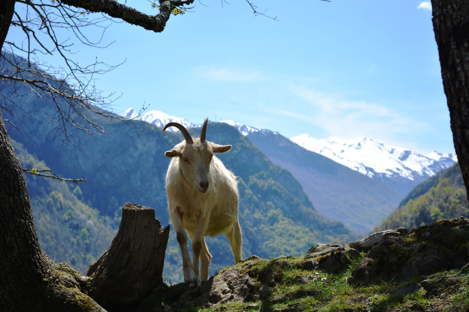 Association Parc'Ours