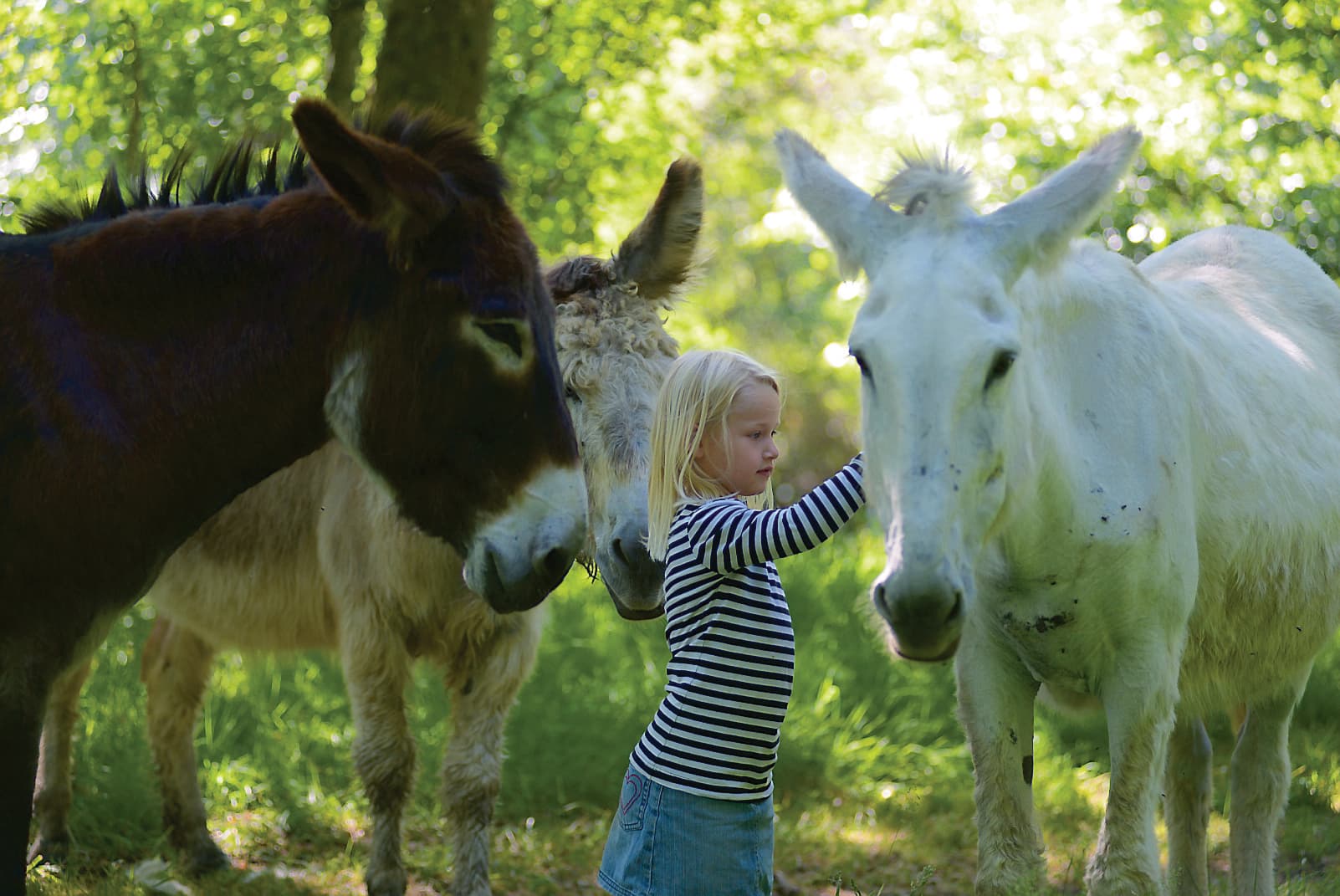 Ferme pédagogique Les Anes de Vassivière_2