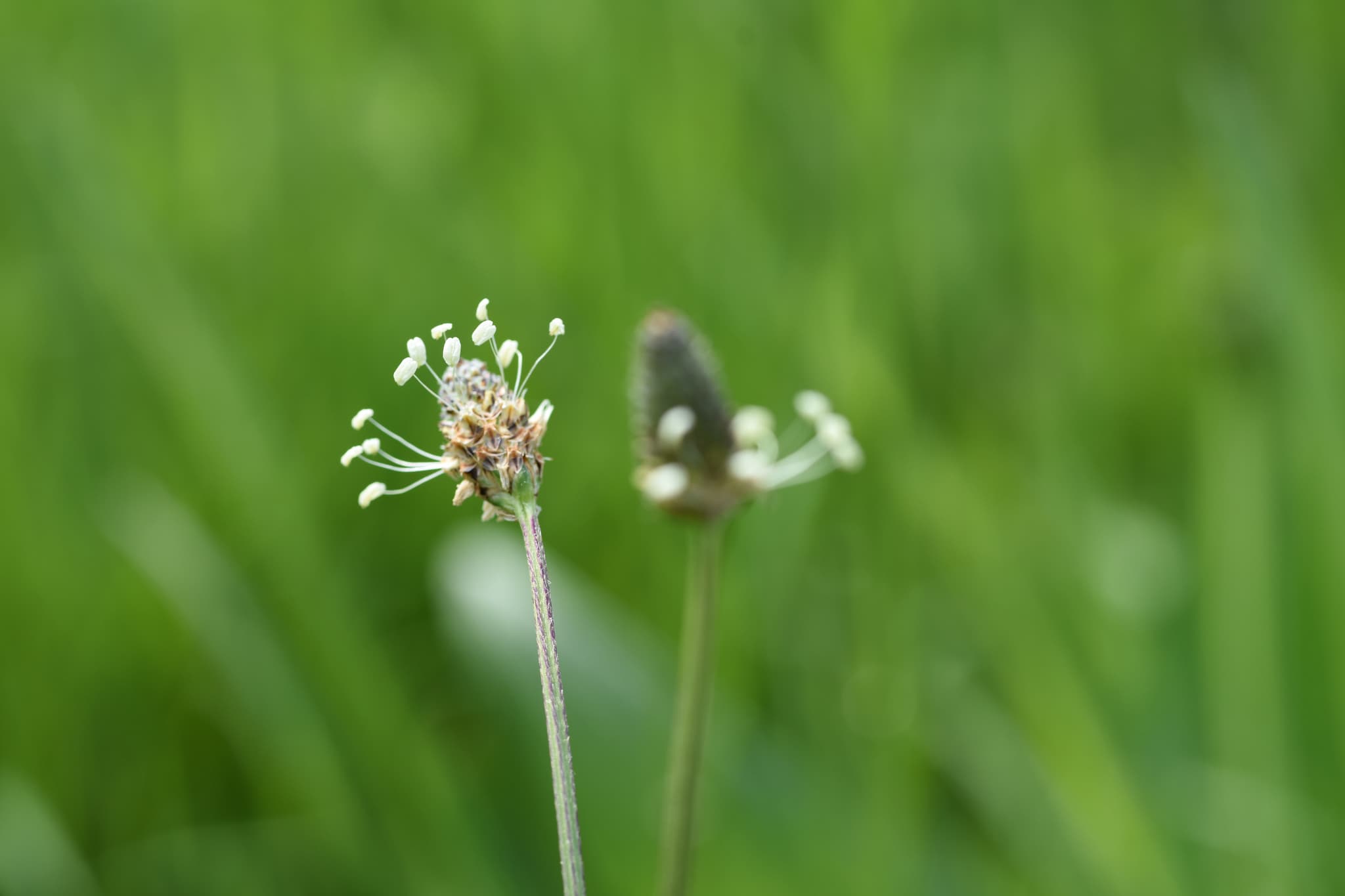 Plantain