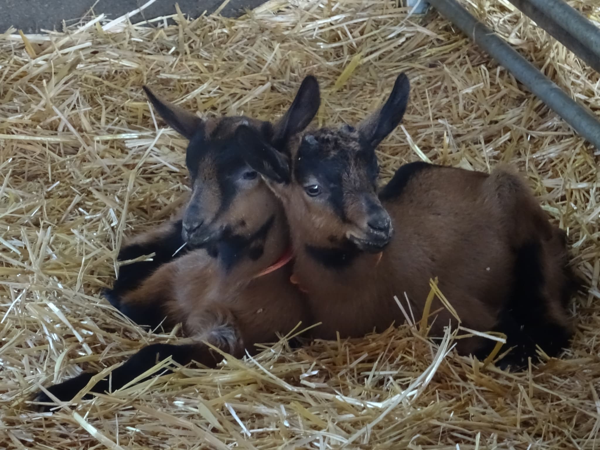 chevreaux au repos