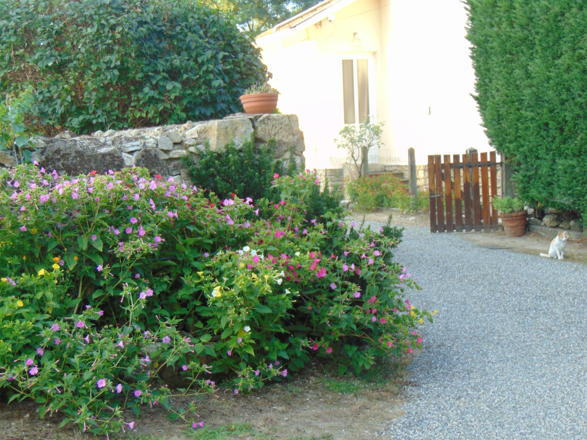 DSC00803
