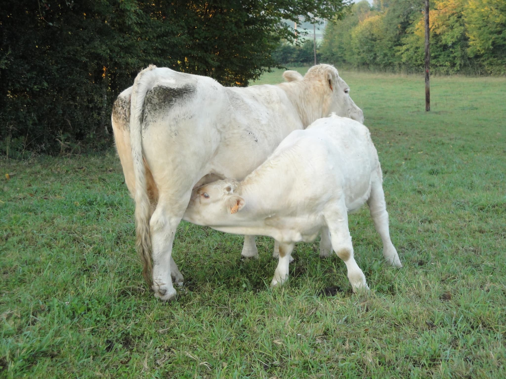vaches
