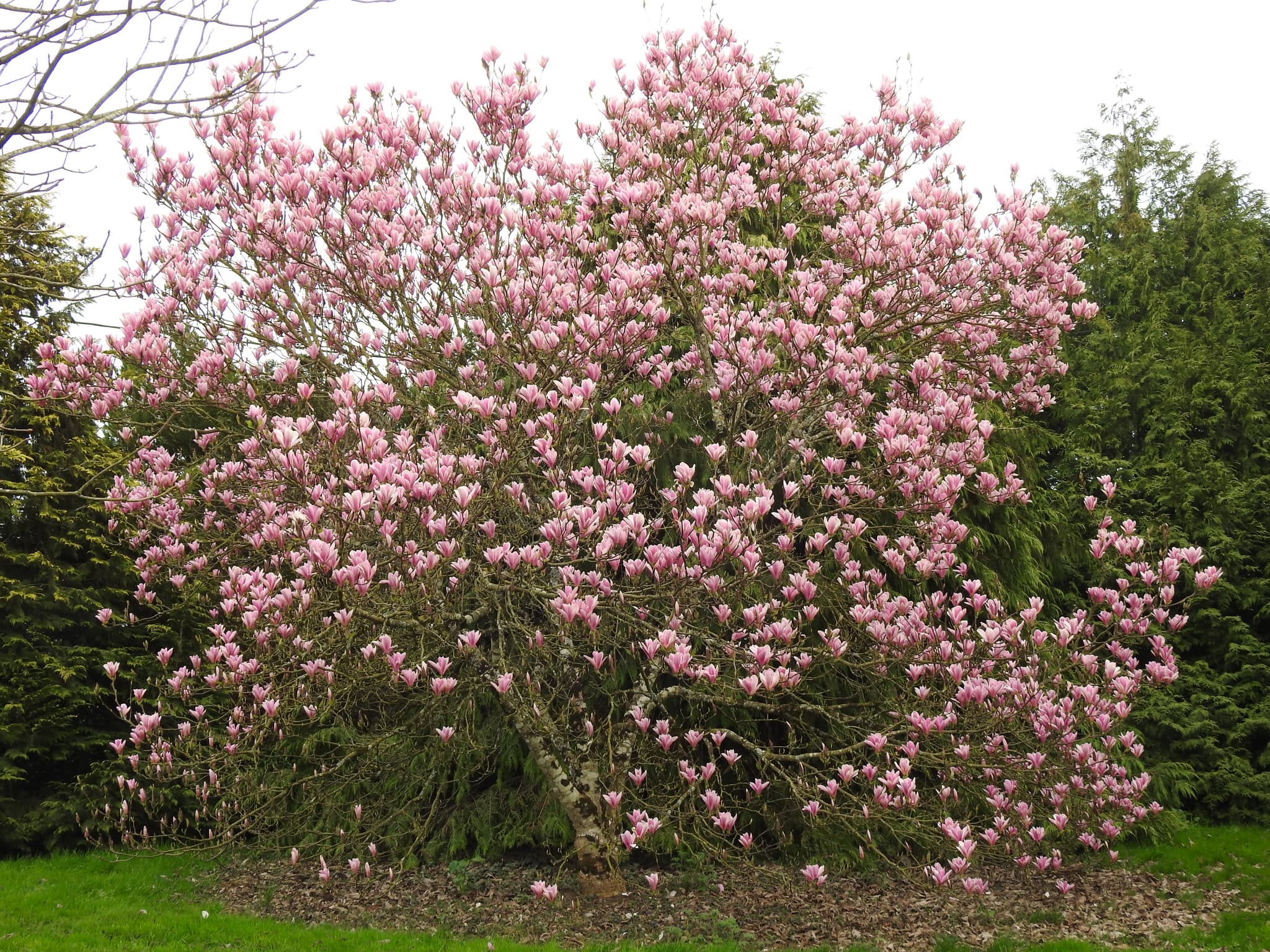 Magnolia