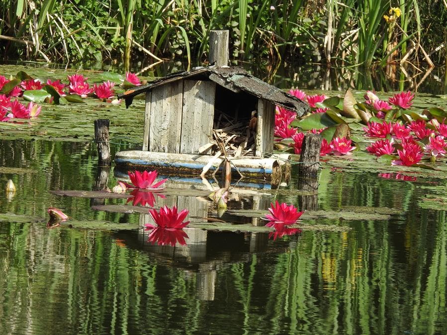 La maison des poules d'eau