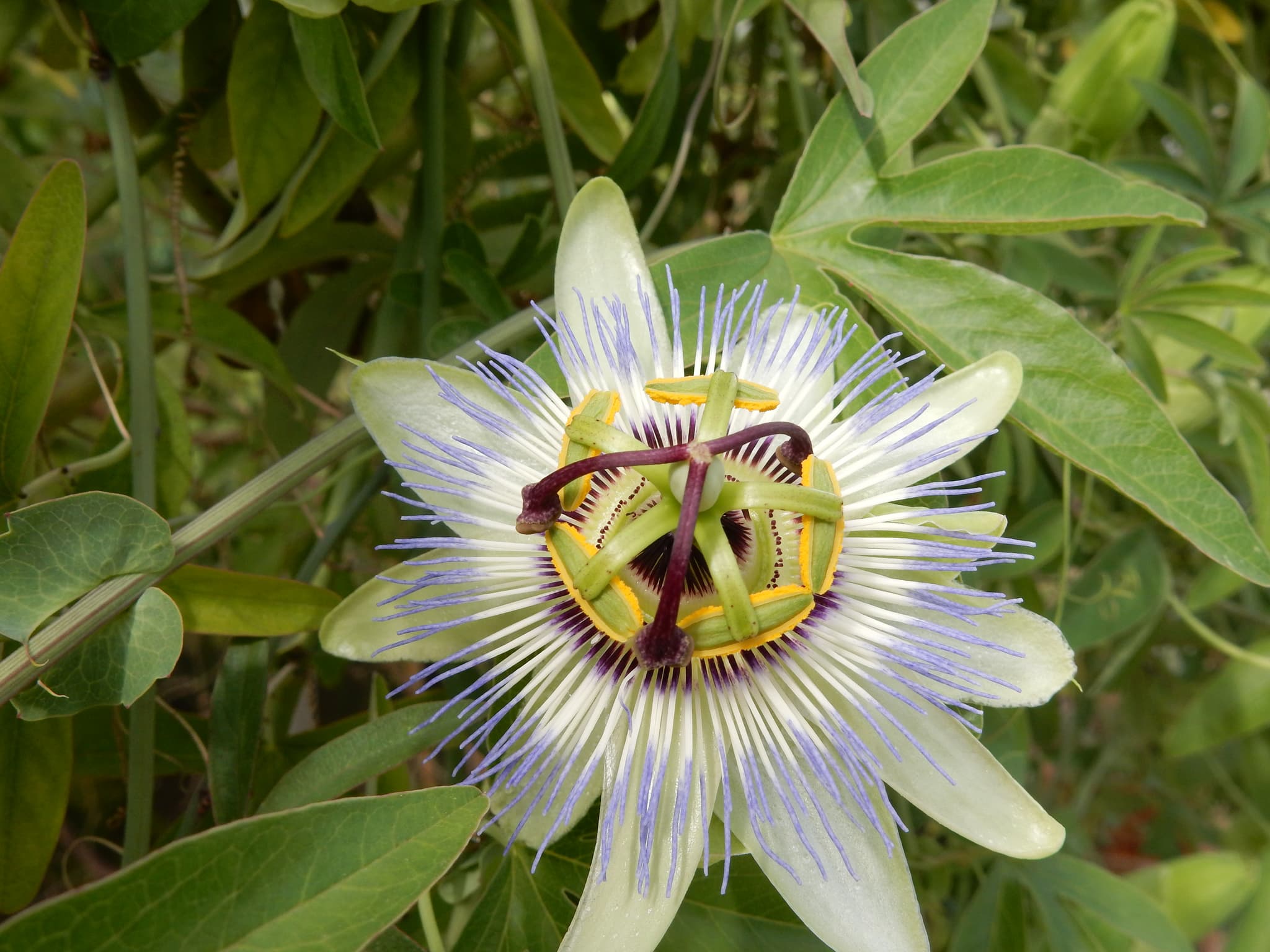 jardin_des_simples_ile_de_vassivière