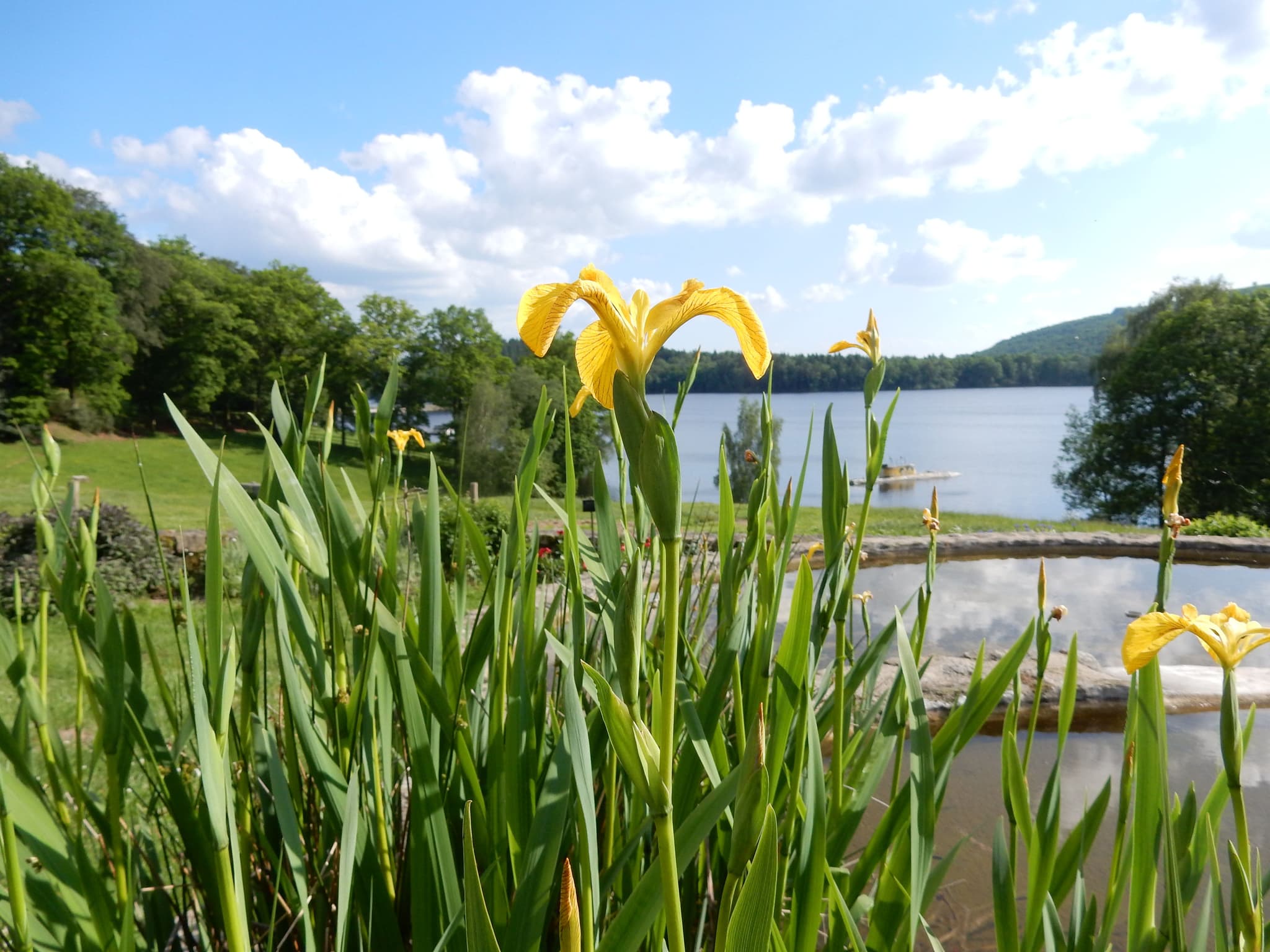 jardin_des_simples_ile_de_vassivière