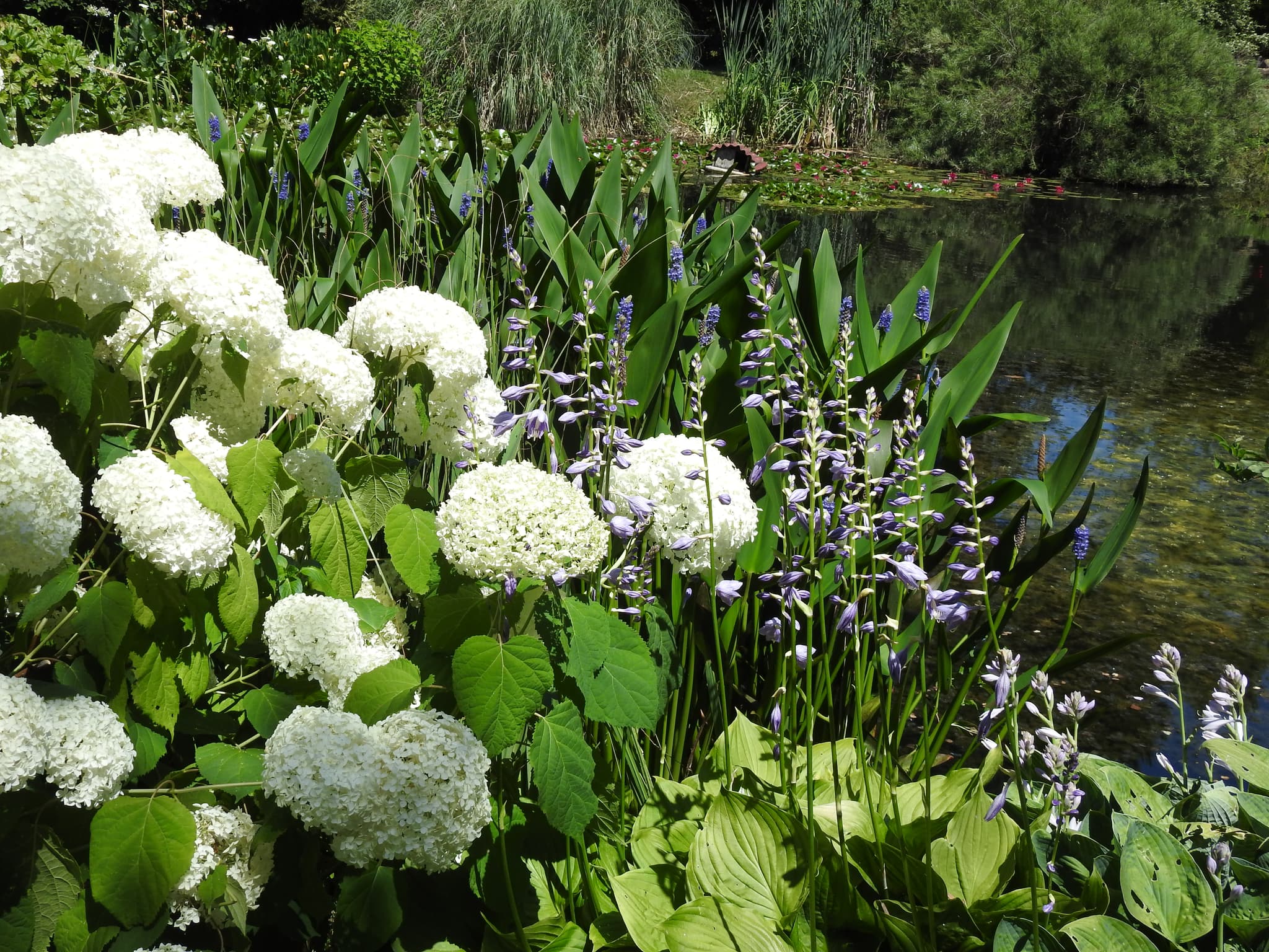 Fleurs de printemps