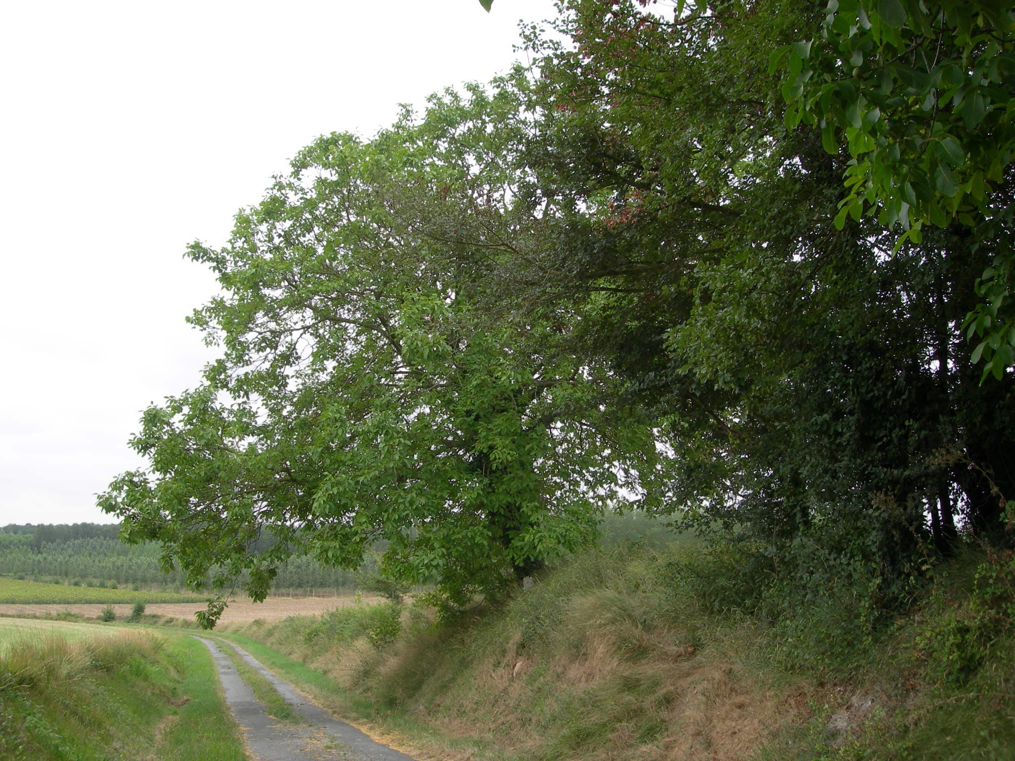 randonnée