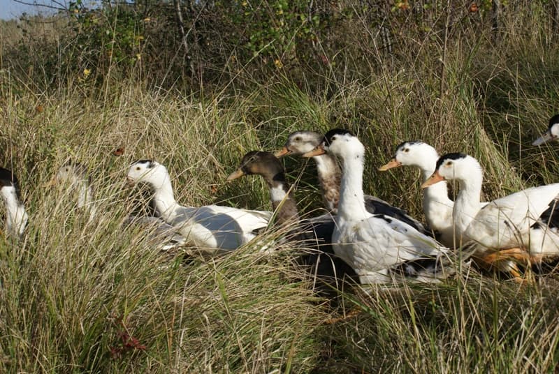 Dartenset canards