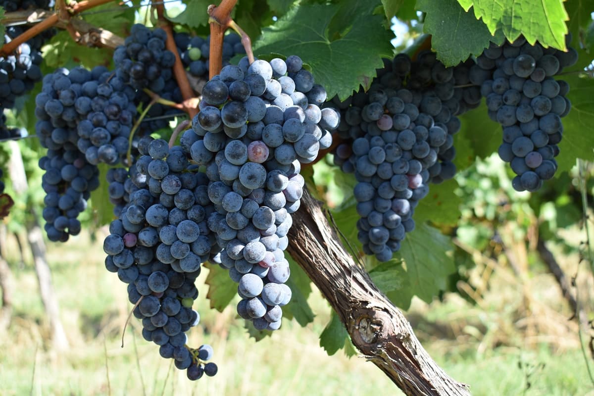 Domaine Amblard aout2020 (6)