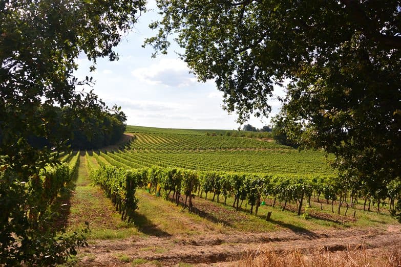 Domaine Amblard