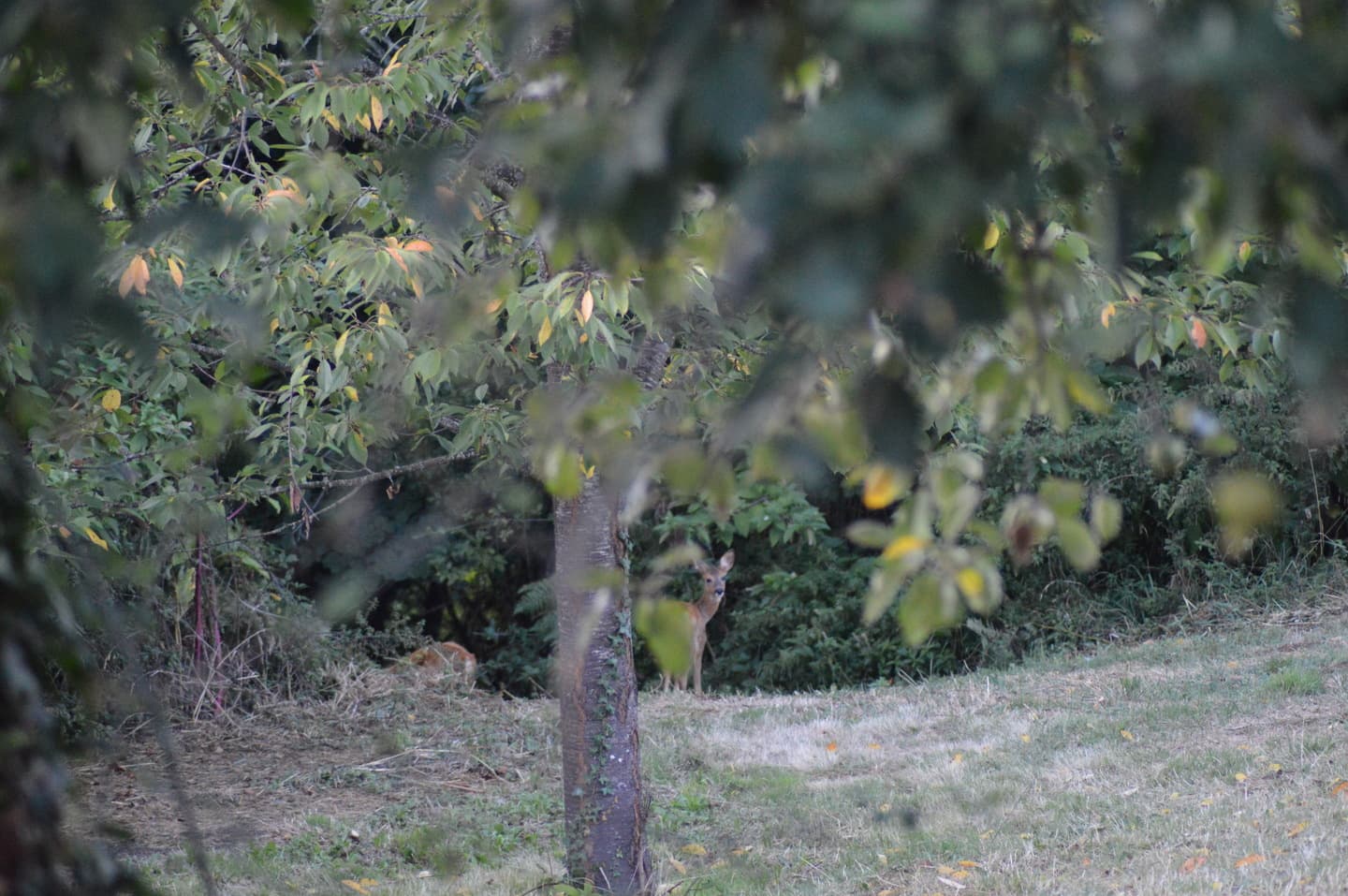 Domaine Cap de Couje