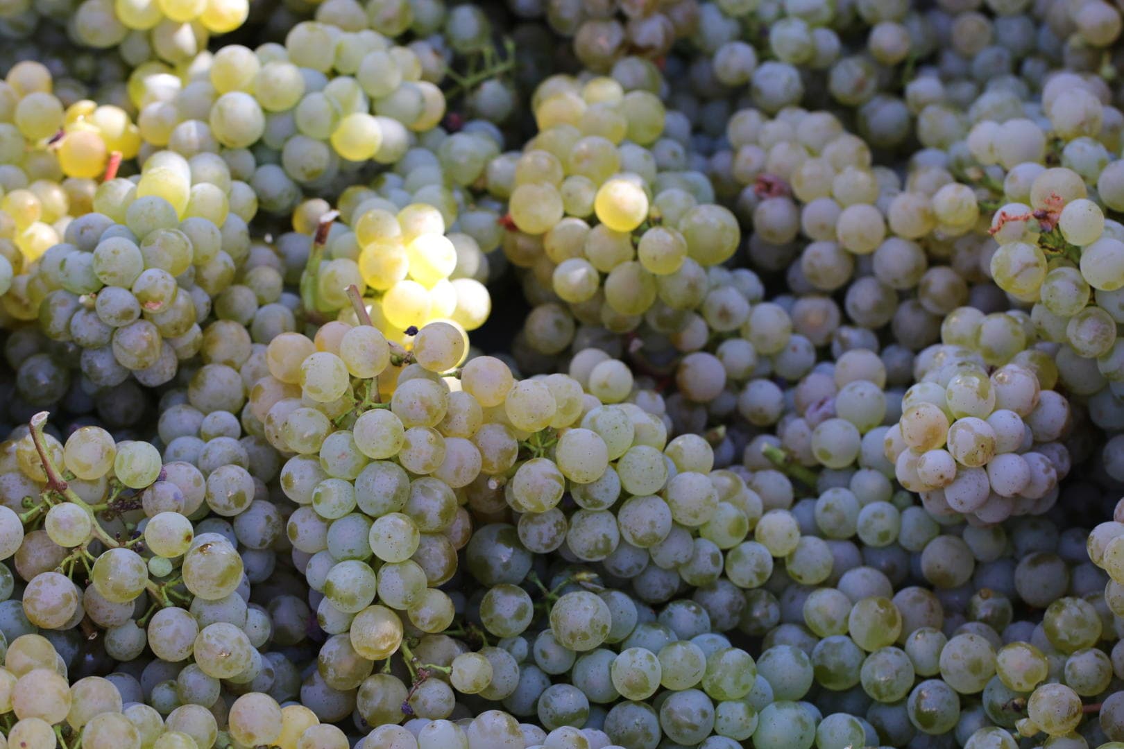 Domaine Chante l'Oiseau